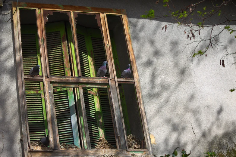 two birds sitting on a ledge looking out an open window