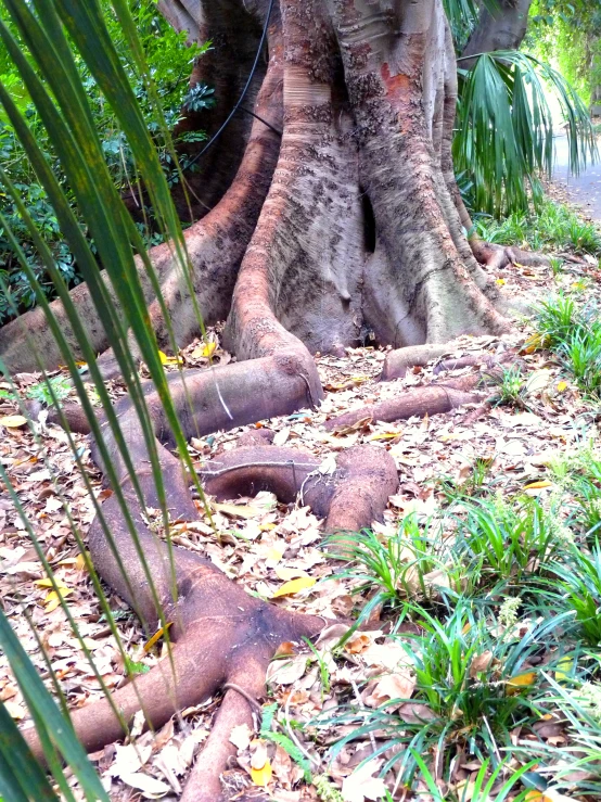 an elephant resting in the dirt near trees