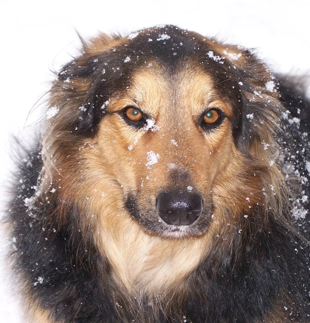a large dog sits in the snow near the camera