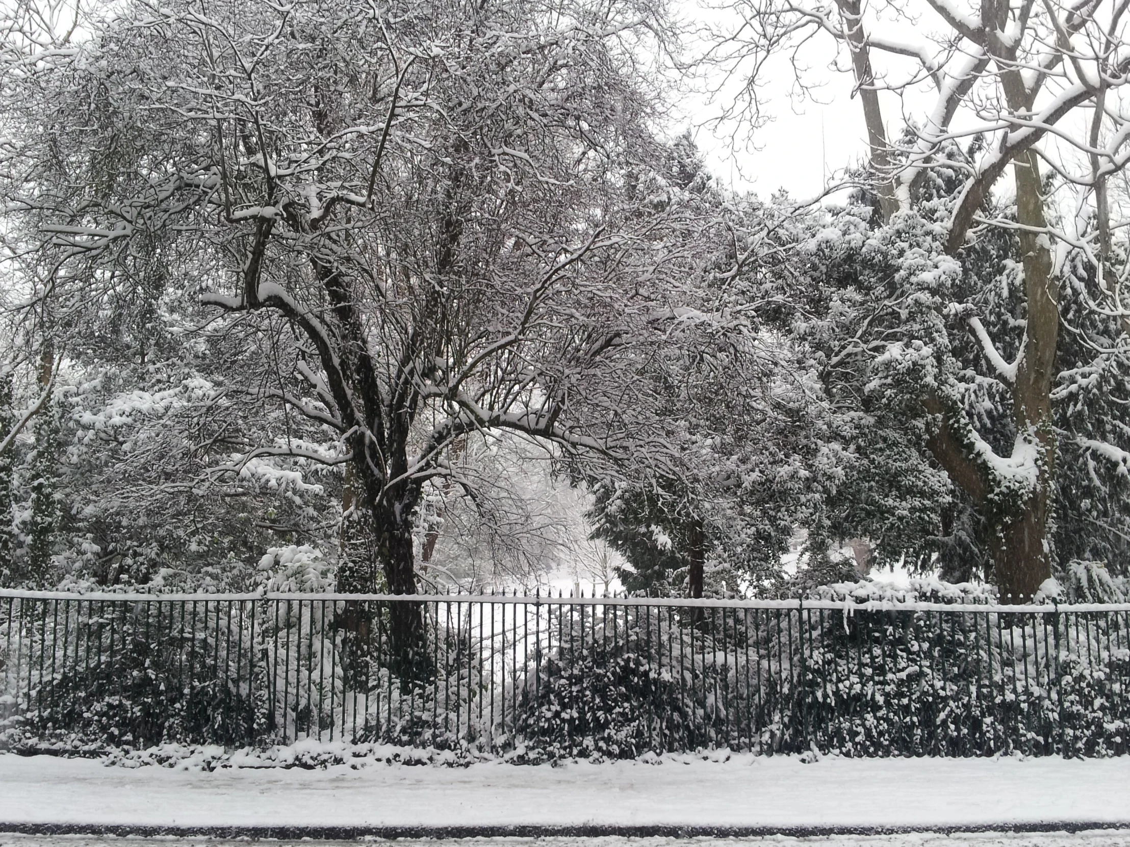 a black and white picture of snow covered trees and fence