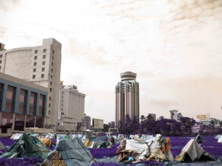 purple grass with a tent set up in the middle