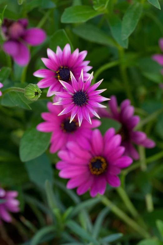 purple flowers in the center of the po