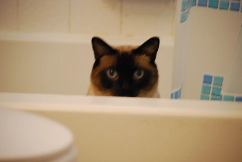 cat looking up from behind sink in tiled bathroom