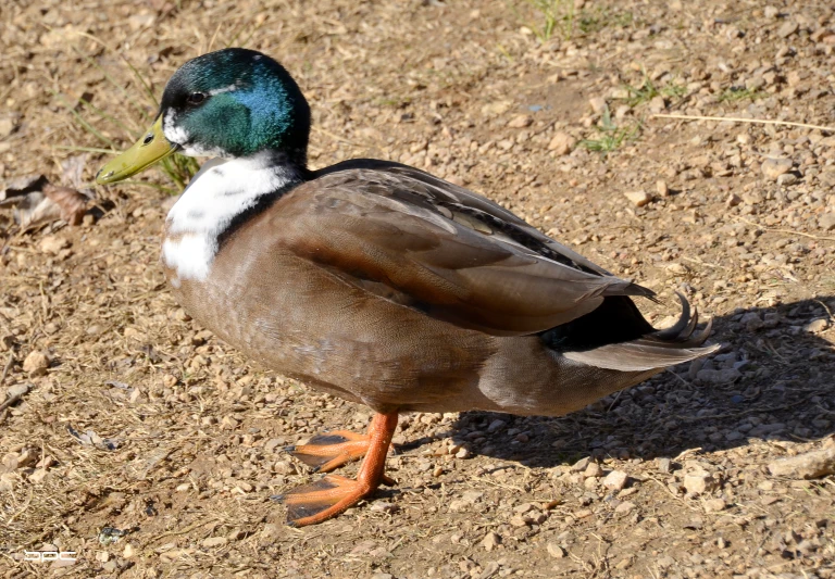 the bird is standing in the dirt by himself