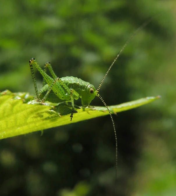 a small grasshopper sitting on the tip of a leaf