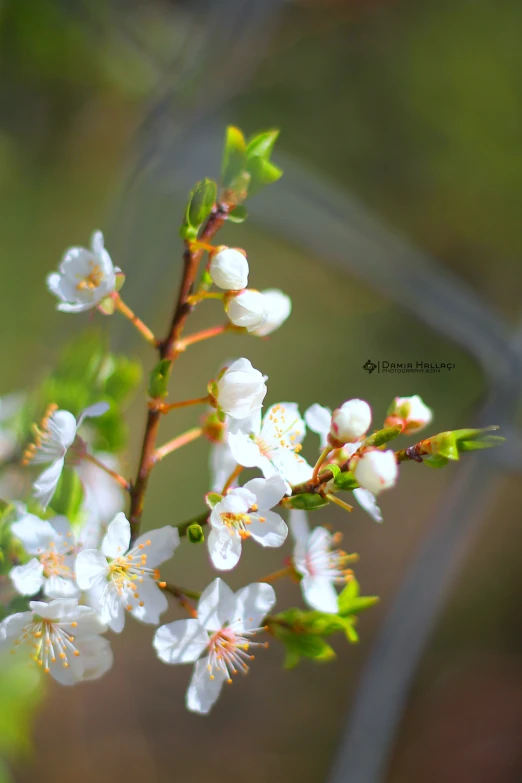 a white flower that is growing next to some trees