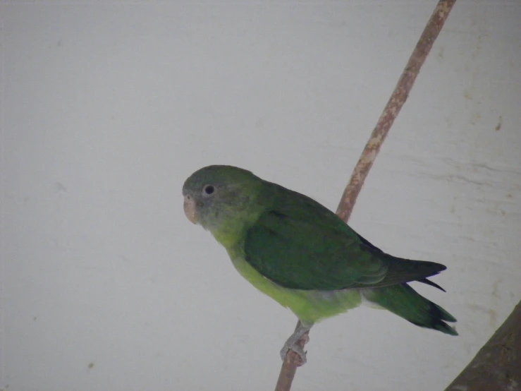 a green bird sitting on top of a wooden nch