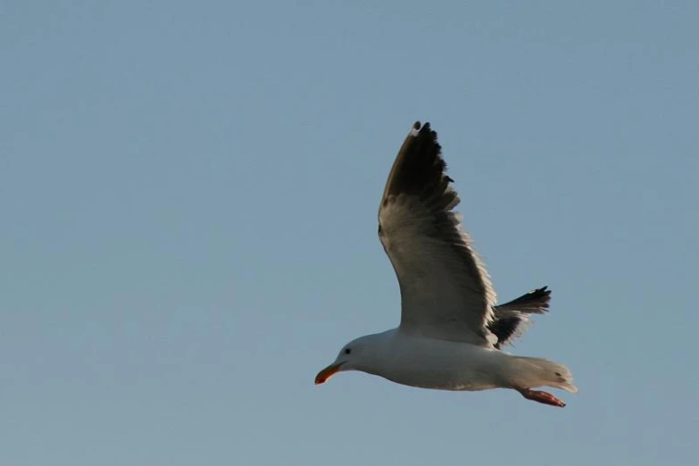seagull flying against a light blue sky with its wings spread