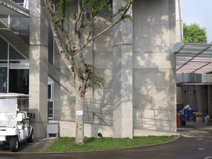 a tree is growing near a parking space