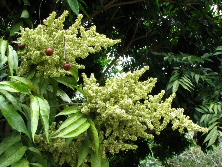 the green foliage is growing next to some trees