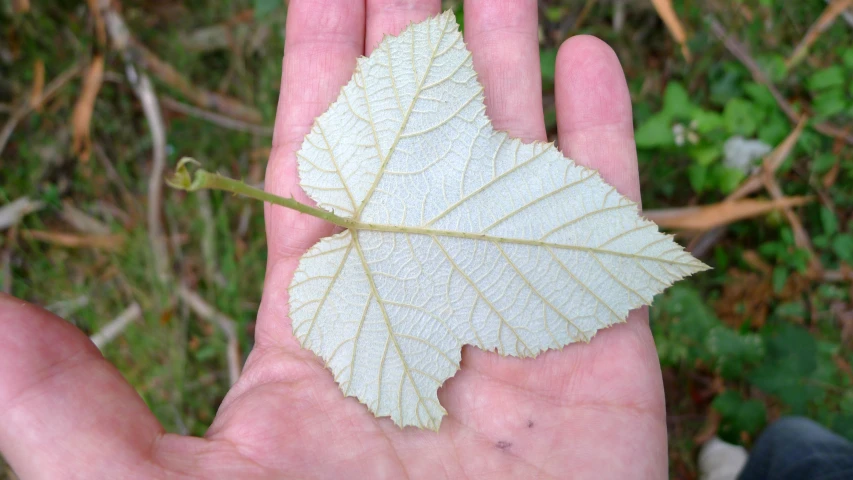 this leaf looks like it has just been cut off