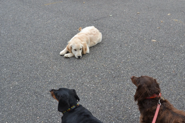 three dogs are on the asphalt outside while one is laying down