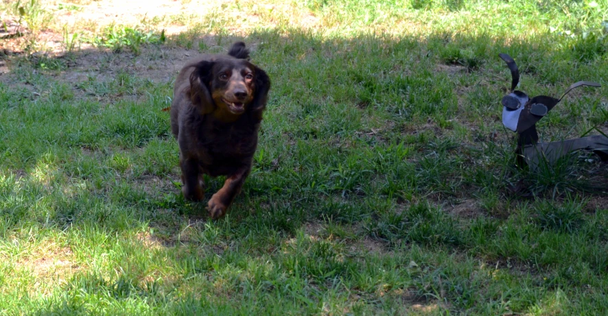 the dog is running through the grass with a bird