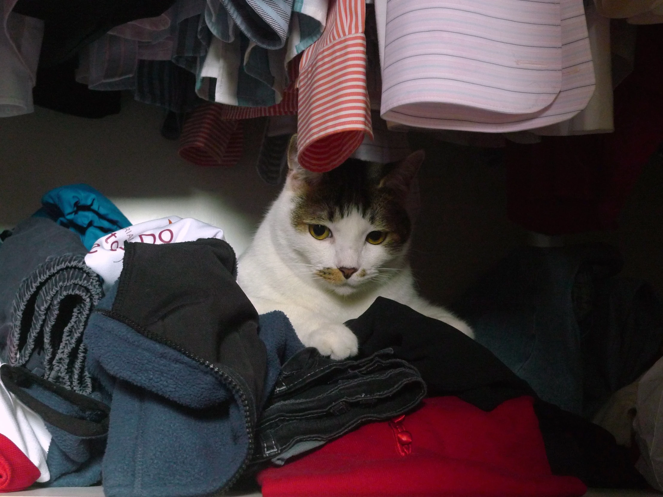 cat laying down in closet under several types of folded clothing