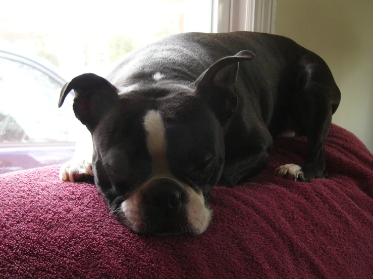 a dog with his head on the pillow