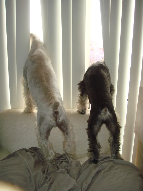 two small dogs standing up on a bed next to a window