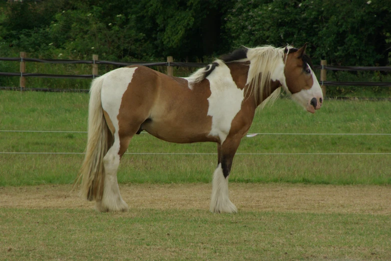 a large brown and white horse in a field of green grass