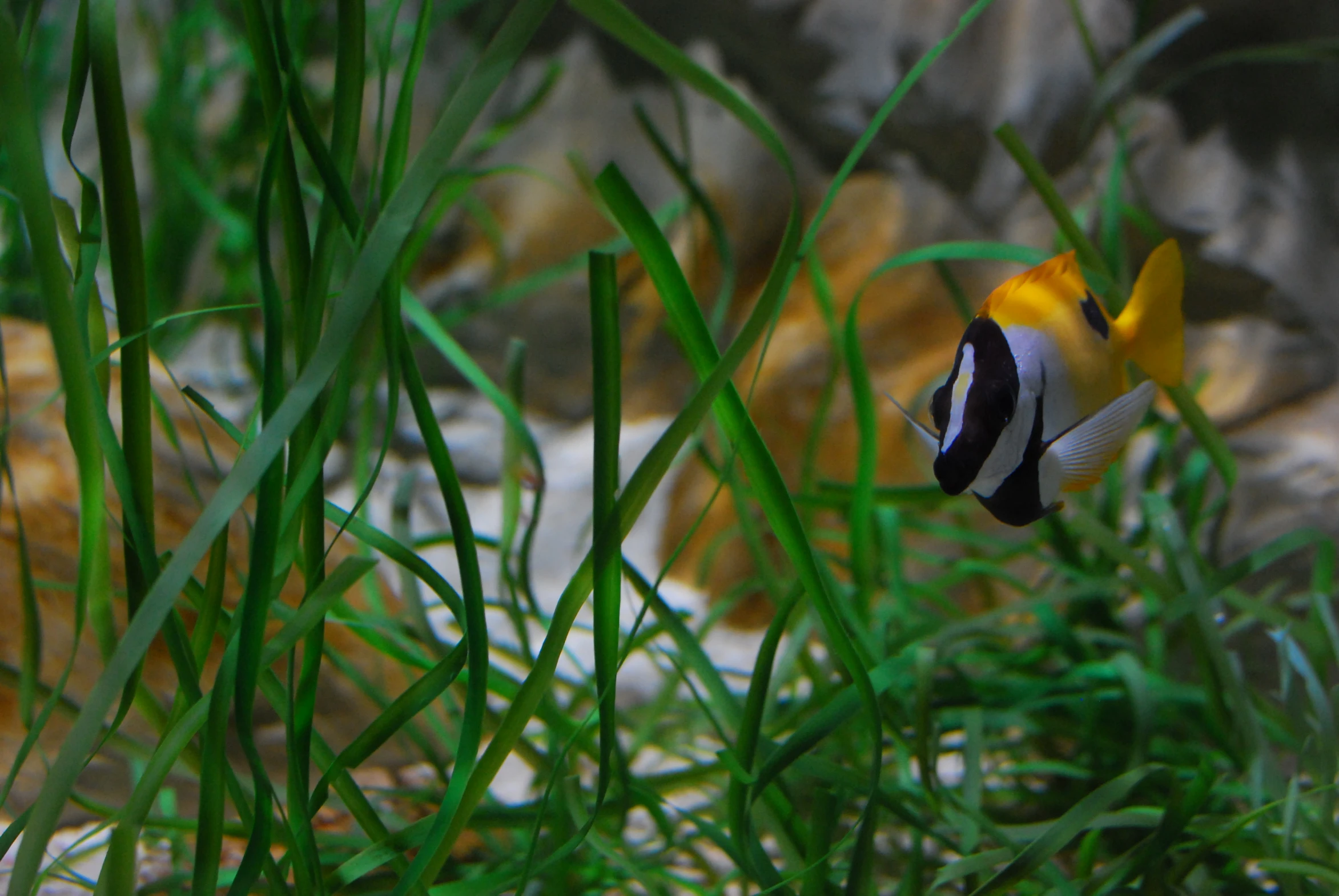 an image of a fish that is swimming in water