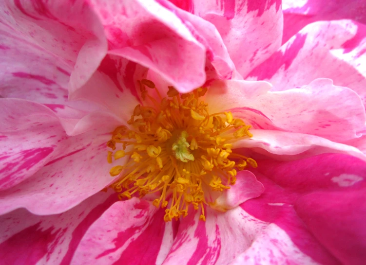 pink and white flower blooming inside a flower