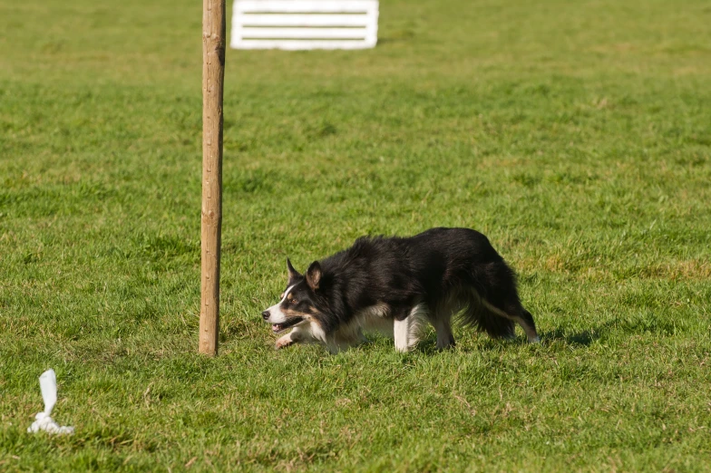 a dog sniffing a pole in the grass