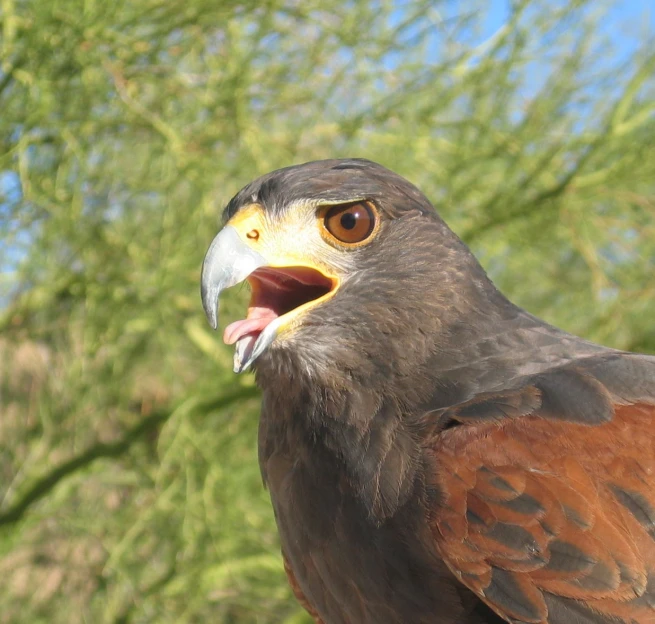 a bird with it's mouth open standing next to trees