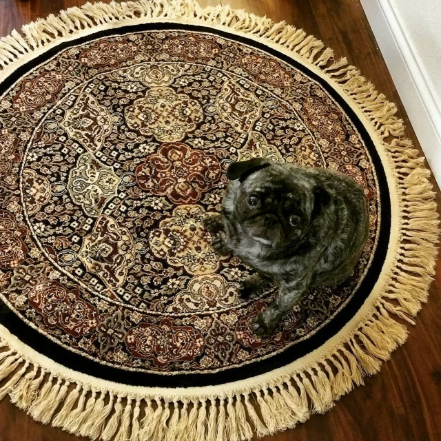 a pug dog laying on a fancy round rug