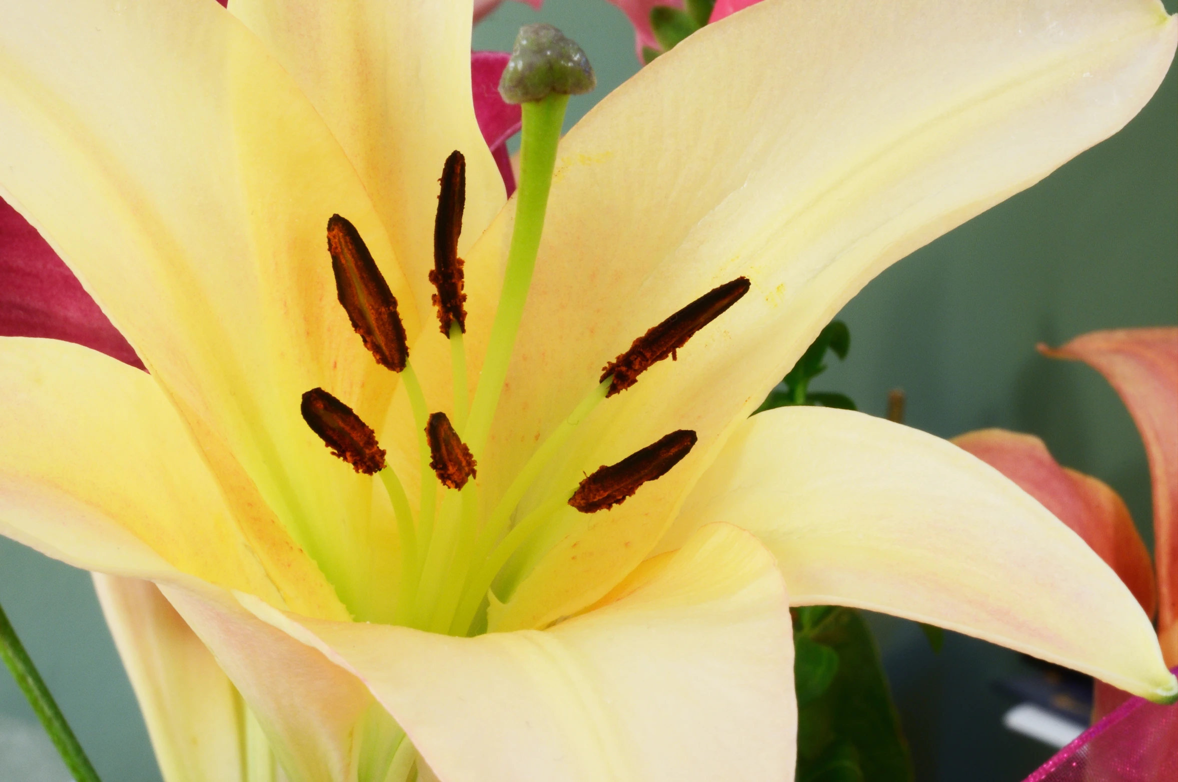 closeup of yellow and red flowers near each other