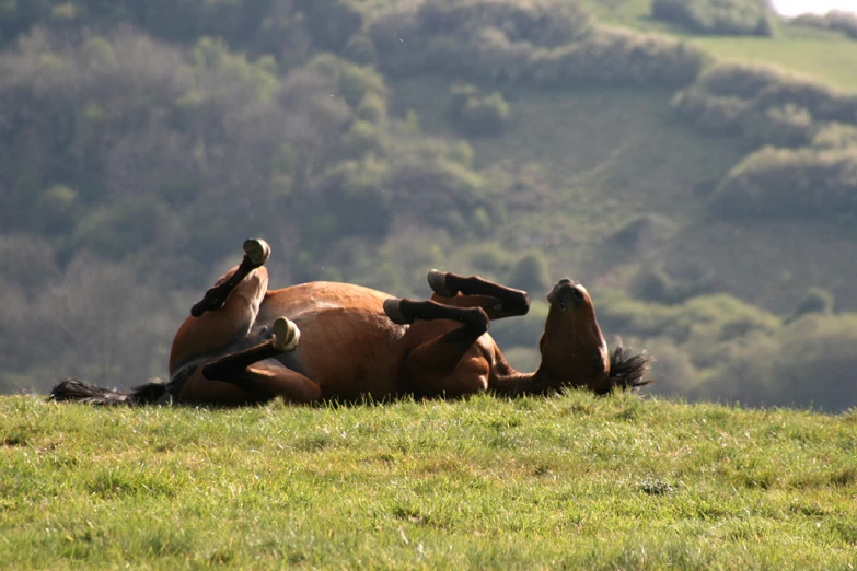 a brown horse is laying down in a grassy field