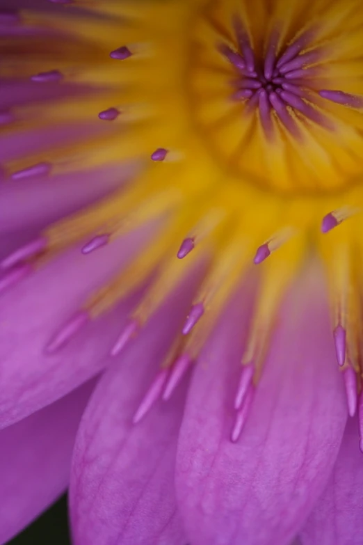 the petals of a pink water lily have yellow strutions