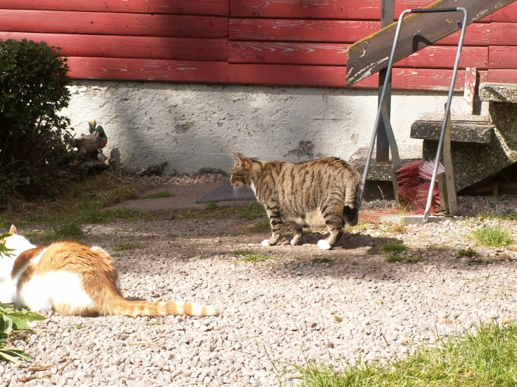 a cat looking at a bird standing by it