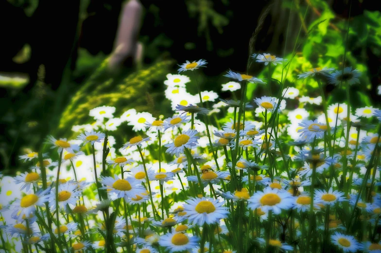 flowers blooming in the sun through the green grass