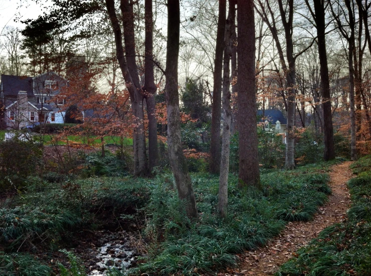 a pathway that goes through a forest with a stream going through it