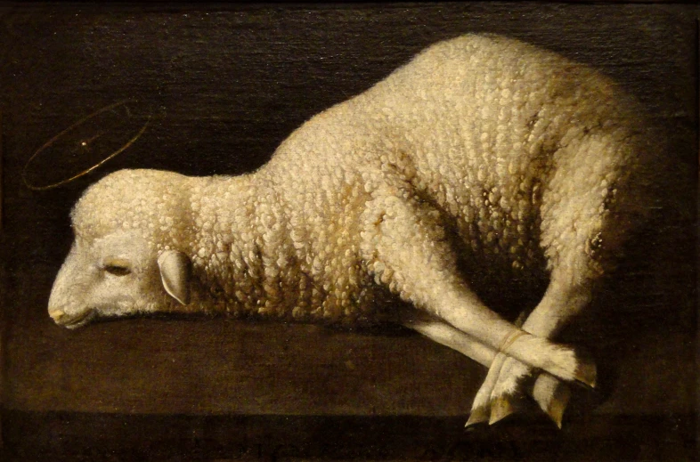 the image has a large, white sheep lying on its side