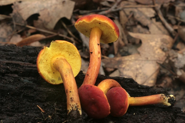 three mushrooms are growing on the side of a tree stump