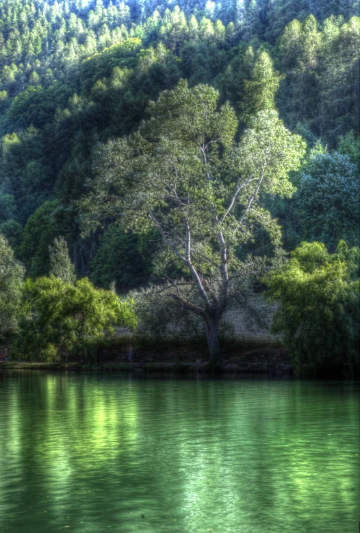 a small tree stands in the middle of water