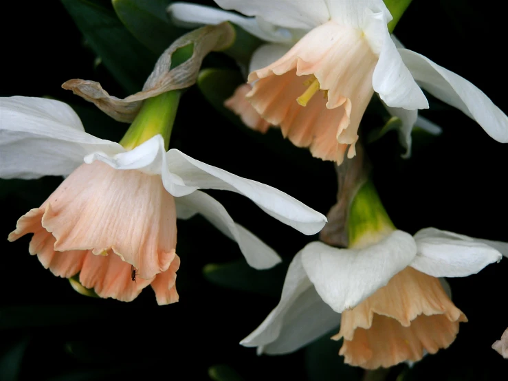 three white and yellow flowers with green stems