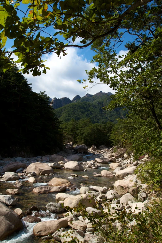 a body of water surrounded by trees and rocks