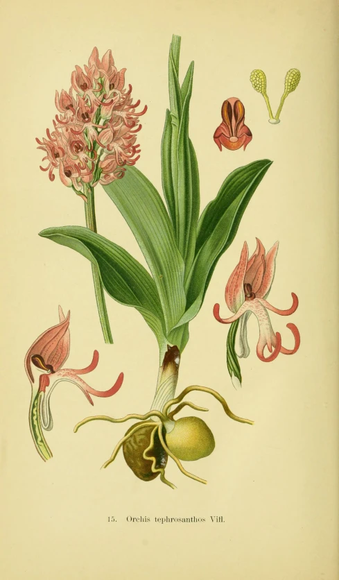 an illustration of flowers and leaves on a plate