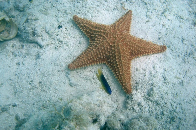 a starfish laying on the bottom of a sandy area