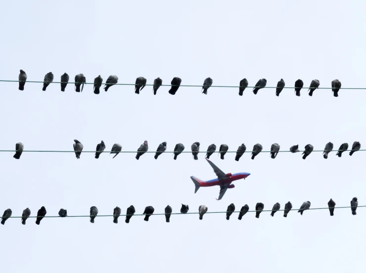 a long line of birds that are sitting on a wire