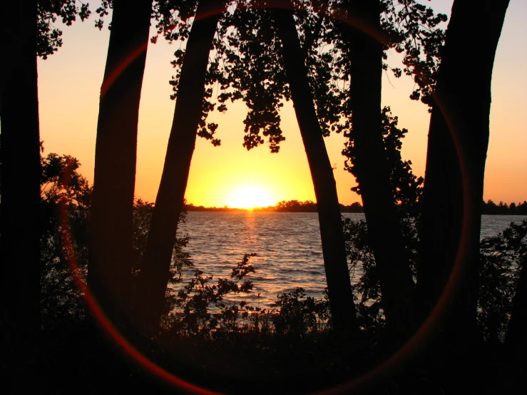 the sun rises through some trees as the water is behind it