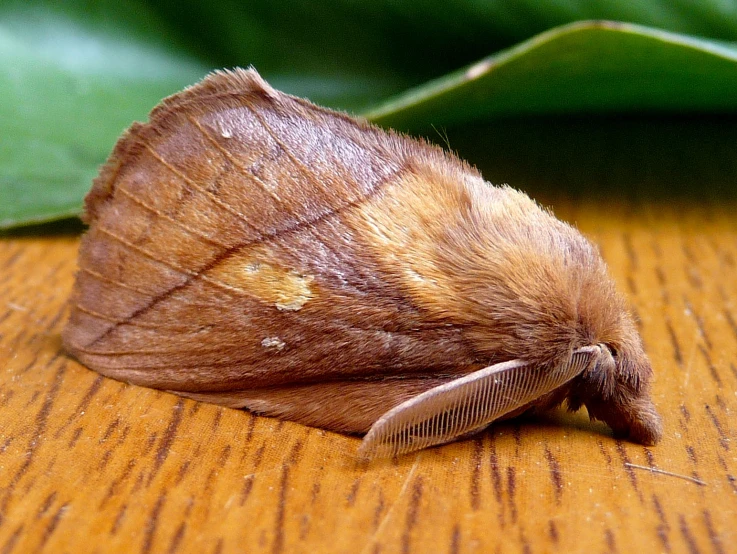 a small brown insect laying on top of a wooden table