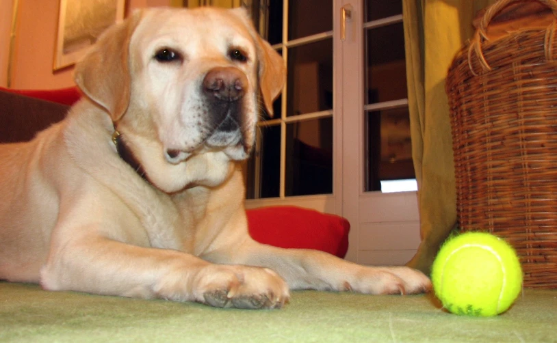 yellow lador retriever lying on the floor next to a ball
