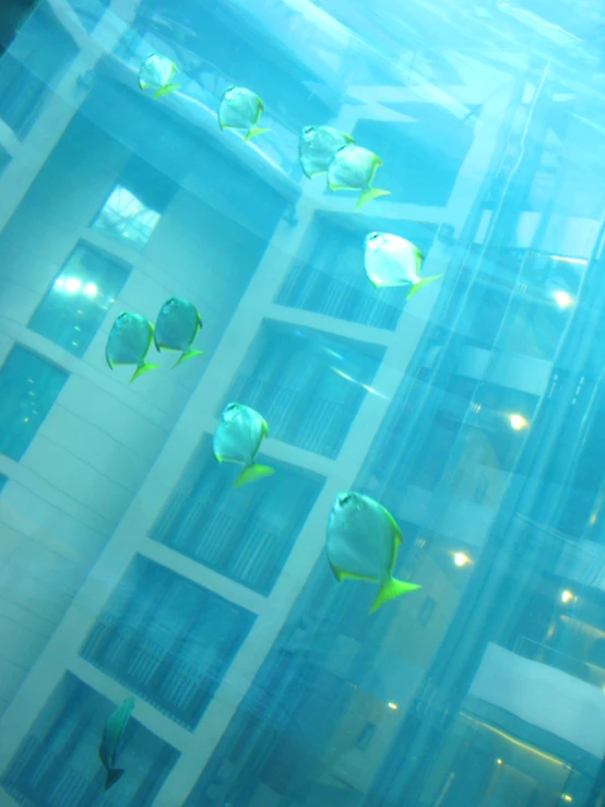 fish swim in an aquarium exhibit with several windows