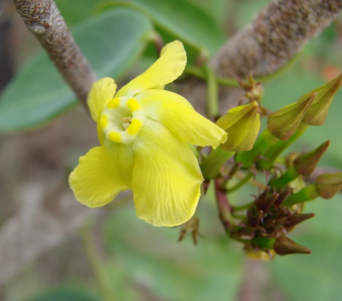 a flower blooming in the midst of green leaves