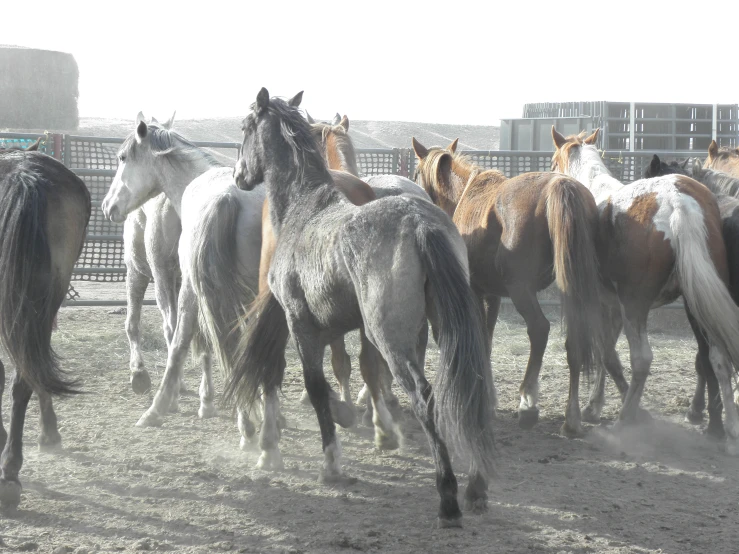 the group of horses have been running on sand in an enclosure