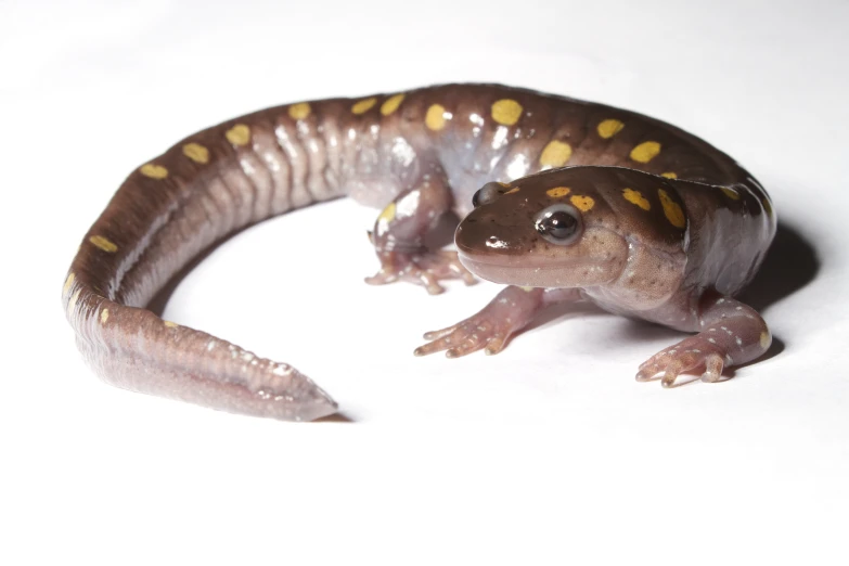 a small lizard standing on top of a white surface