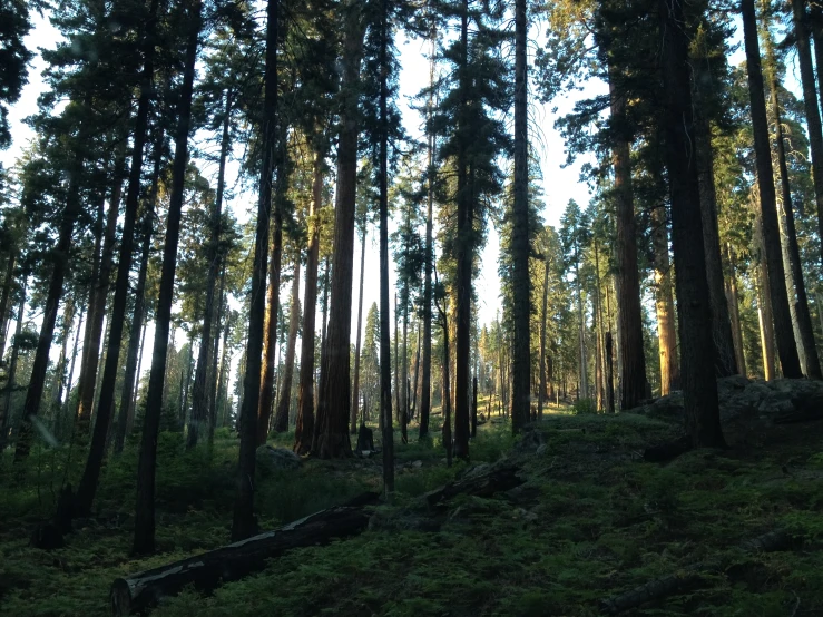 a lush forest filled with lots of trees