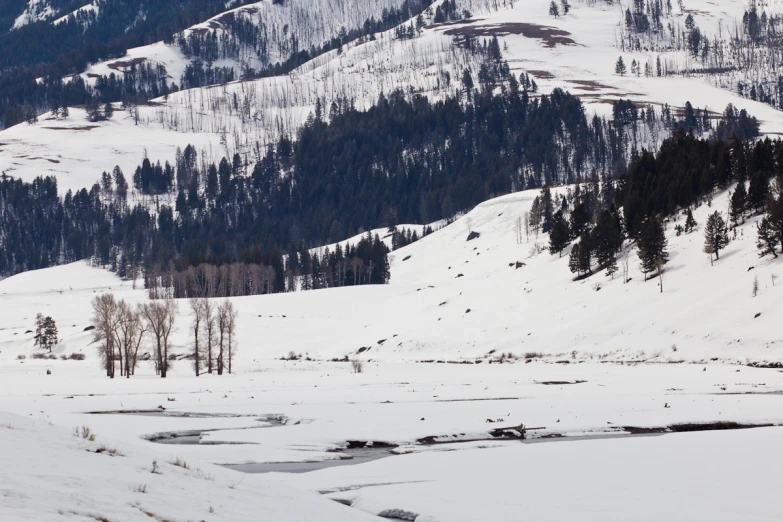 a couple of trees that are in the snow