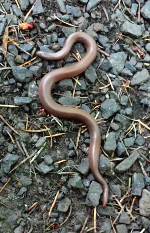 a snake laying on top of a field next to rocks